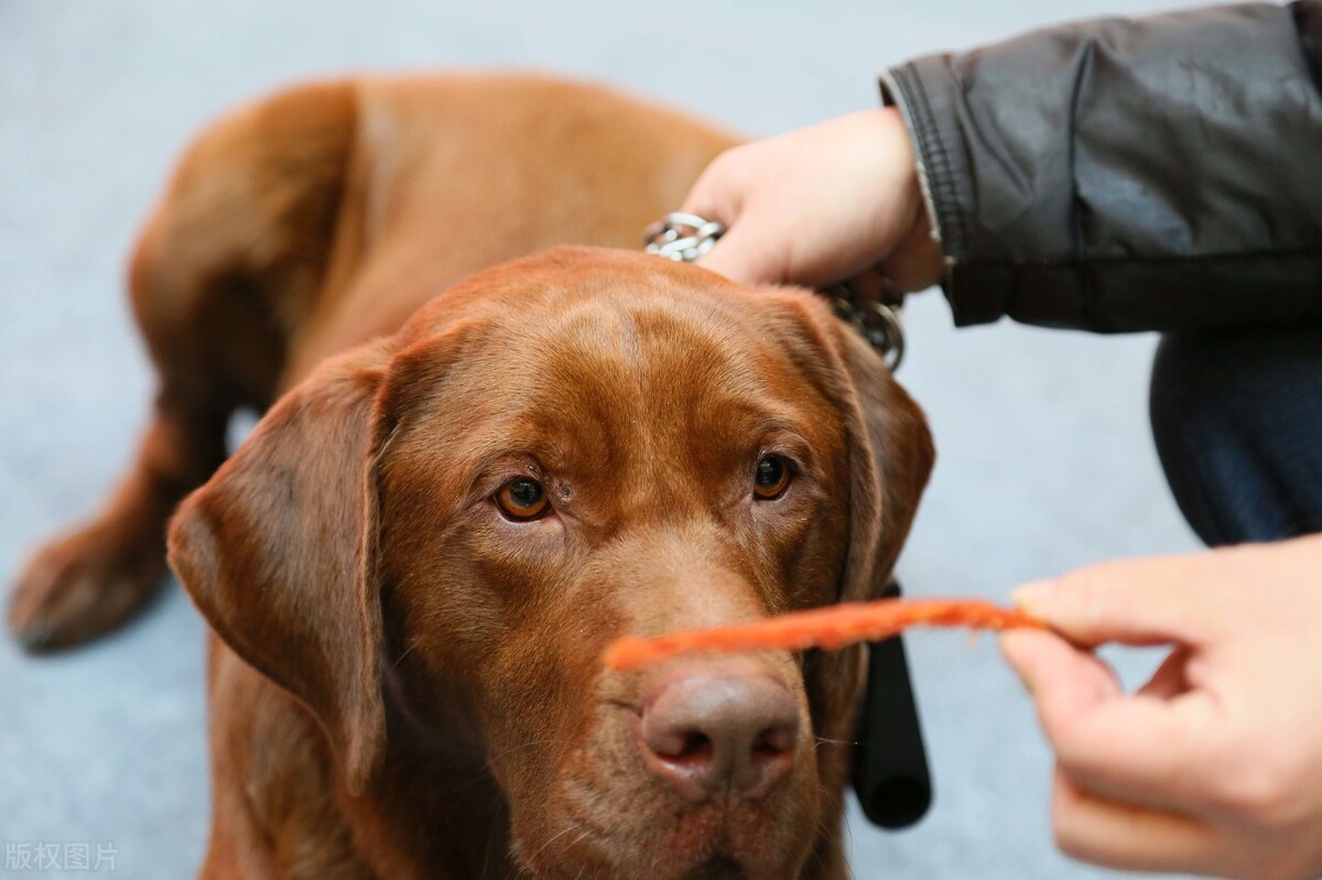 养拉布拉多犬，一个月需要花多少钱？