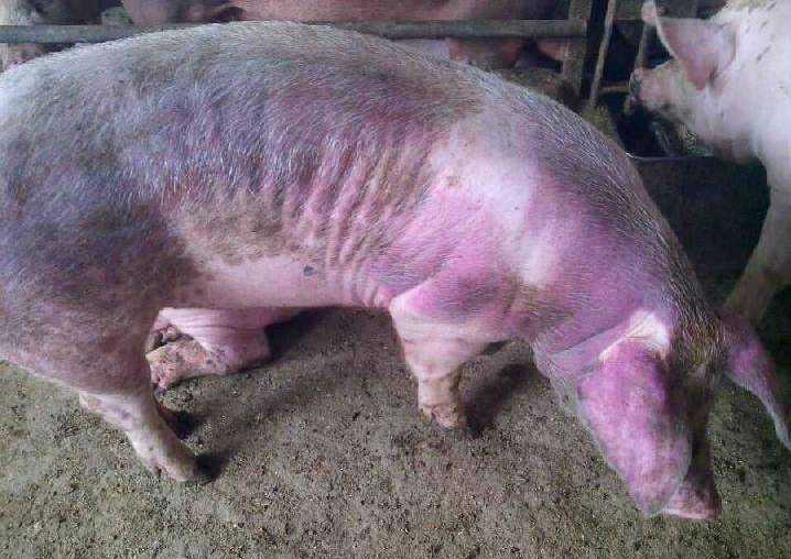 猪蓝耳病的几个快速治疗方案!推荐养猪人看一看