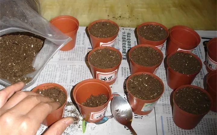 3月开什么花 瓜叶菊 - 汽车时代网