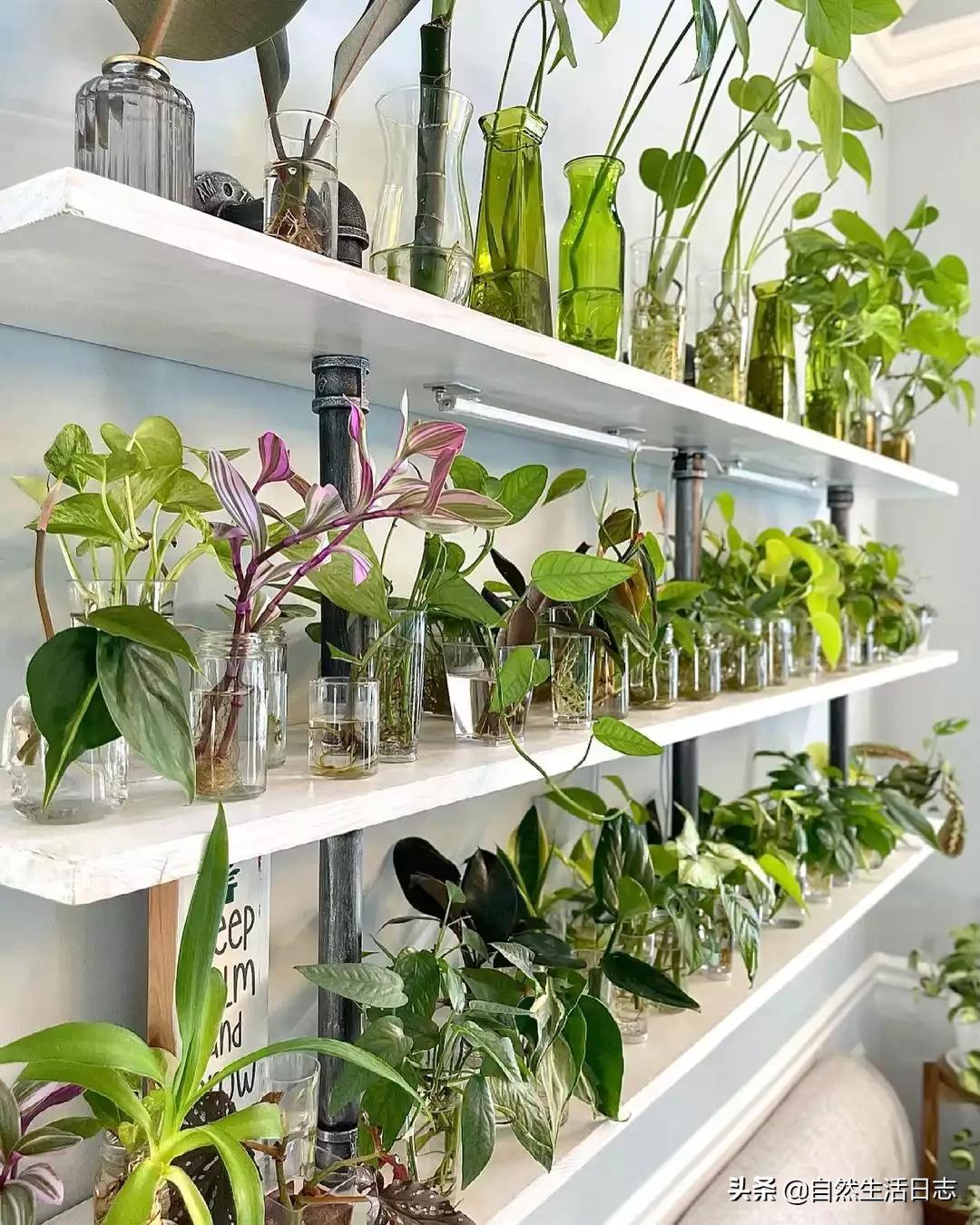 50种室内布置绿植搭配参考,一棵小植物,就能让你的生活更有趣