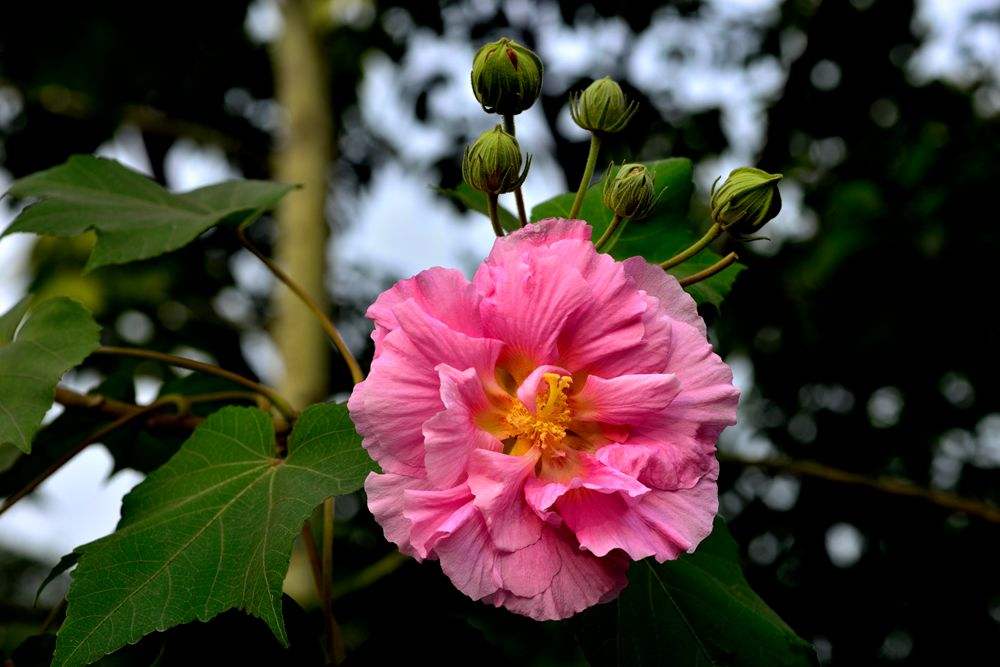 花开诗话：芙蓉花