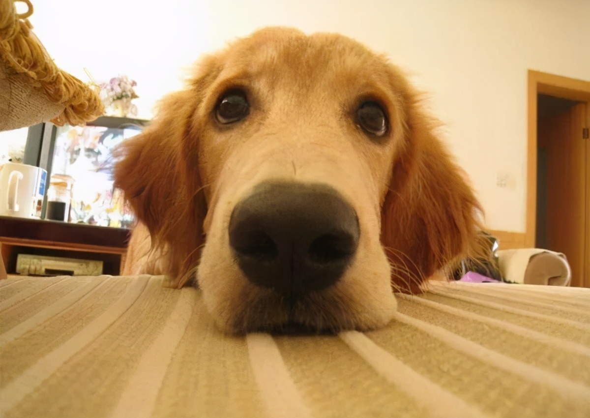 狗狗为什么老叹气呢?难道我亏待它了?