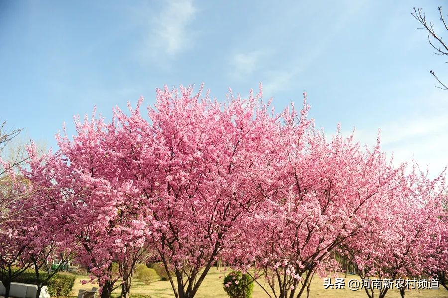 今日春分 ▎绿博园、园博园、方特等46家景区要恢复开放啦