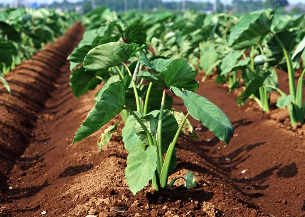 一般用于专指"芋艿".