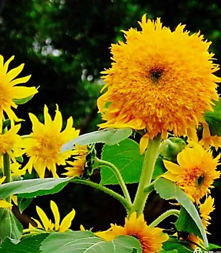 向日葵几点开花，观赏向日葵及常见品种介绍？