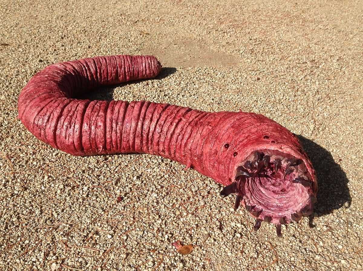 蒙古传说沙漠蠕虫(揭秘沙漠传说会吃人的巨虫真的存在吗)