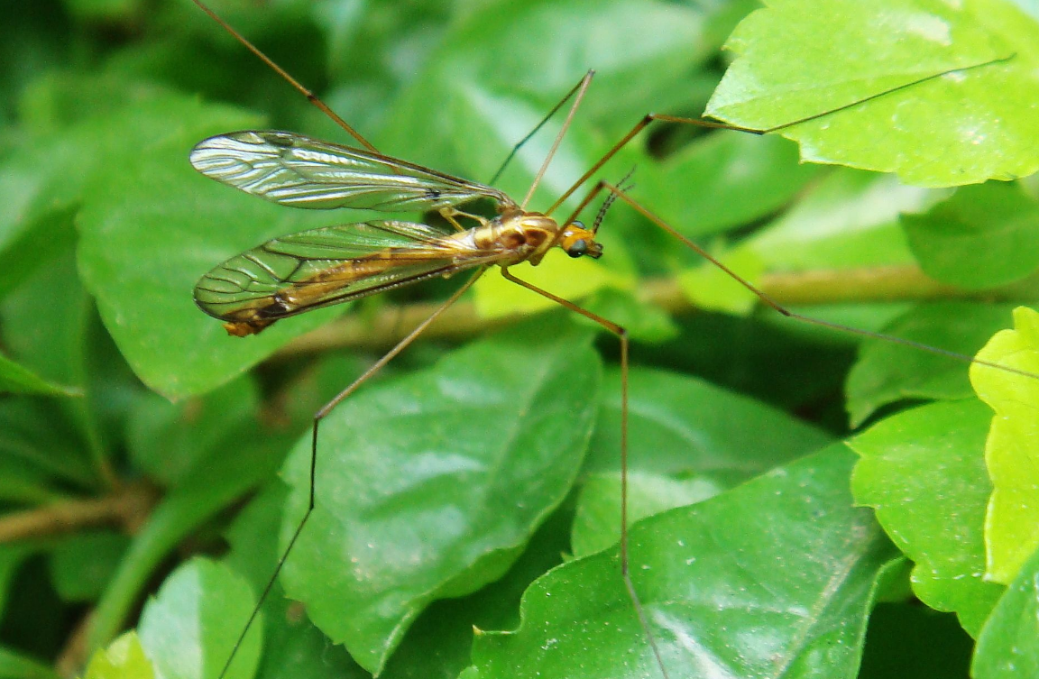 秋天已至，毒性极强的“花蚊子”又在猖獗了！如何消灭才最有效？