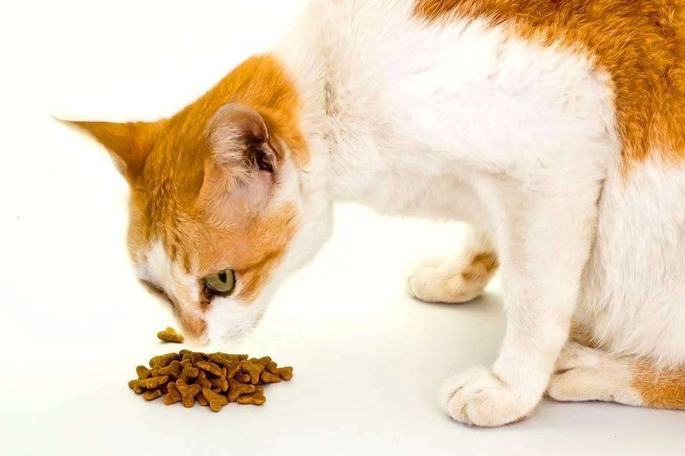 小猫不吃不喝没精神怎么回事(猫咪不吃东西是生病了吗)