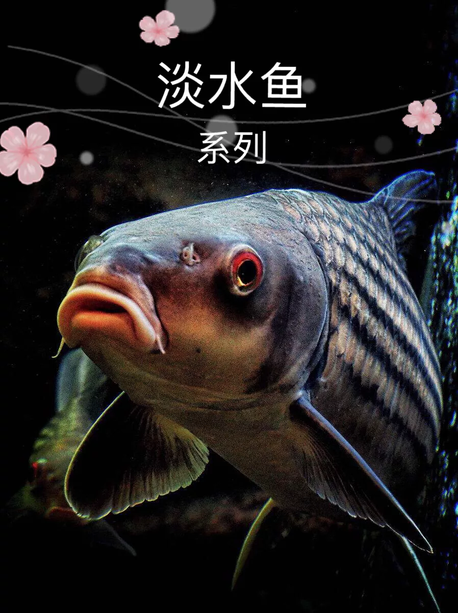 桂花鱼是海鱼还是淡水鱼（淡水鱼系列介绍鳜鱼）