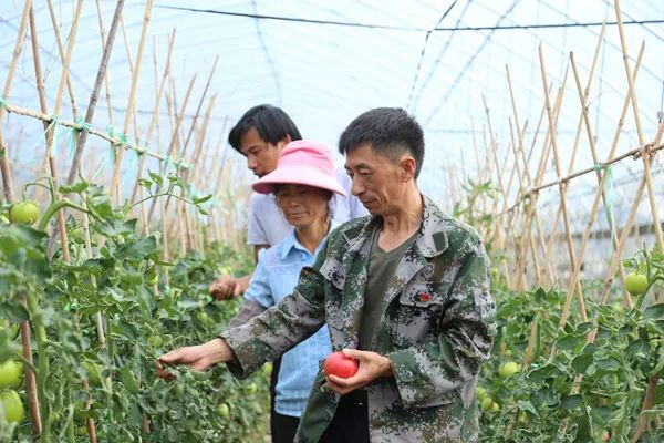 总书记为何倡导农民合作社？——中国农民专业合作社面面观