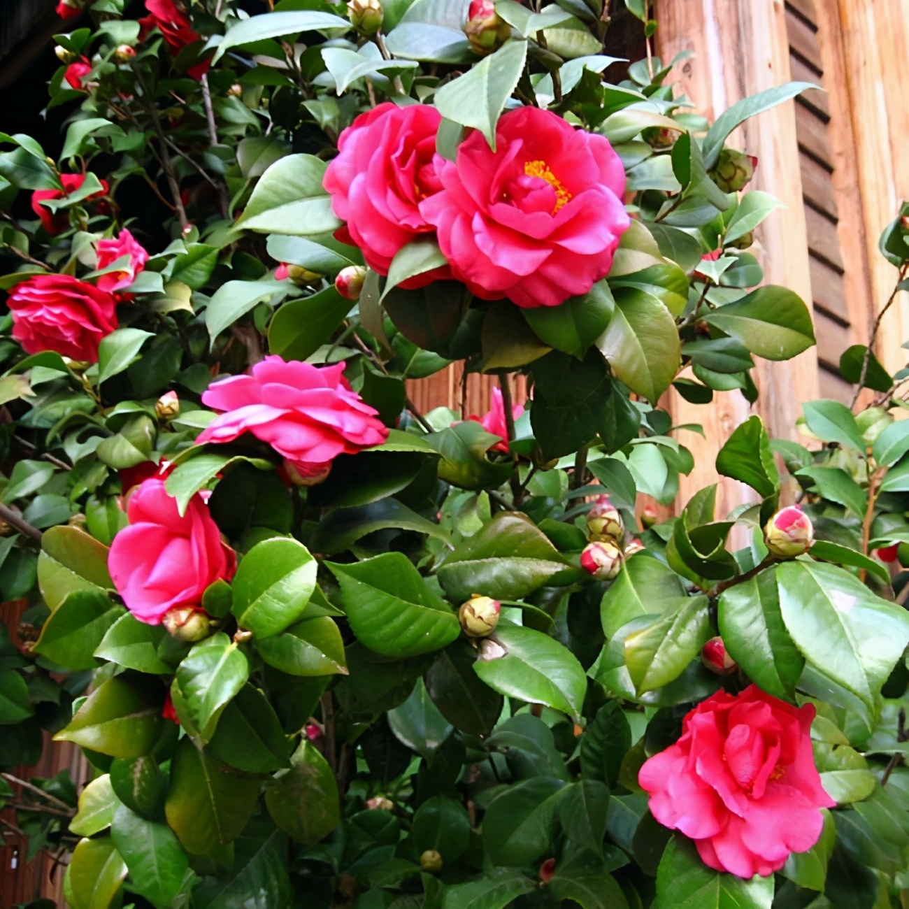 8种花是"醋坛子",半月一杯醋,不黄叶,花开爆