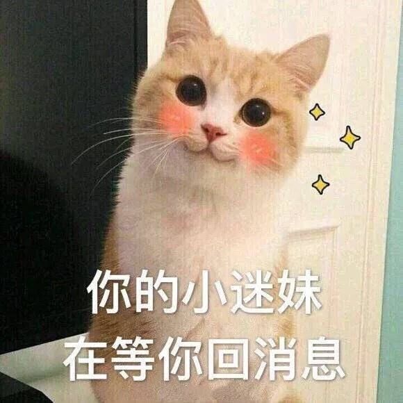 猫咪表情包合集｜早上好，算了，我爱你