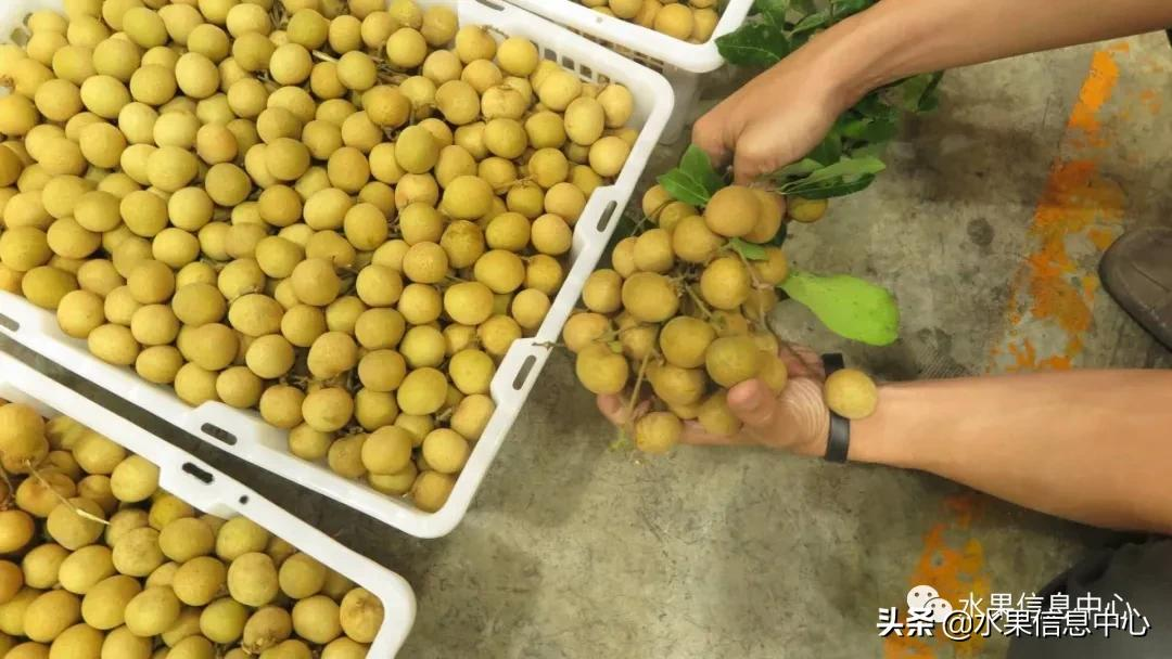 龙眼什么时候开花（泰国龙眼的等级区分标准）