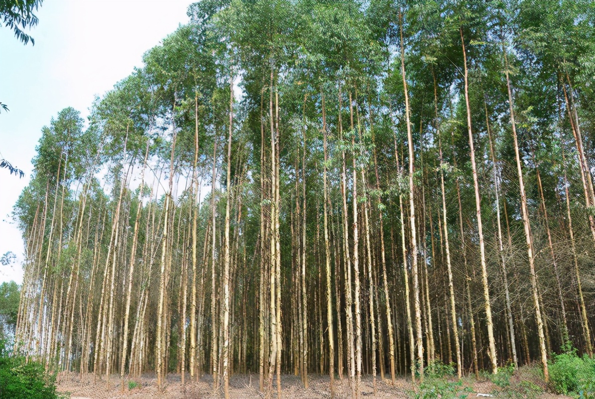 10亩速生桉4年得多少钱被误解的桉树