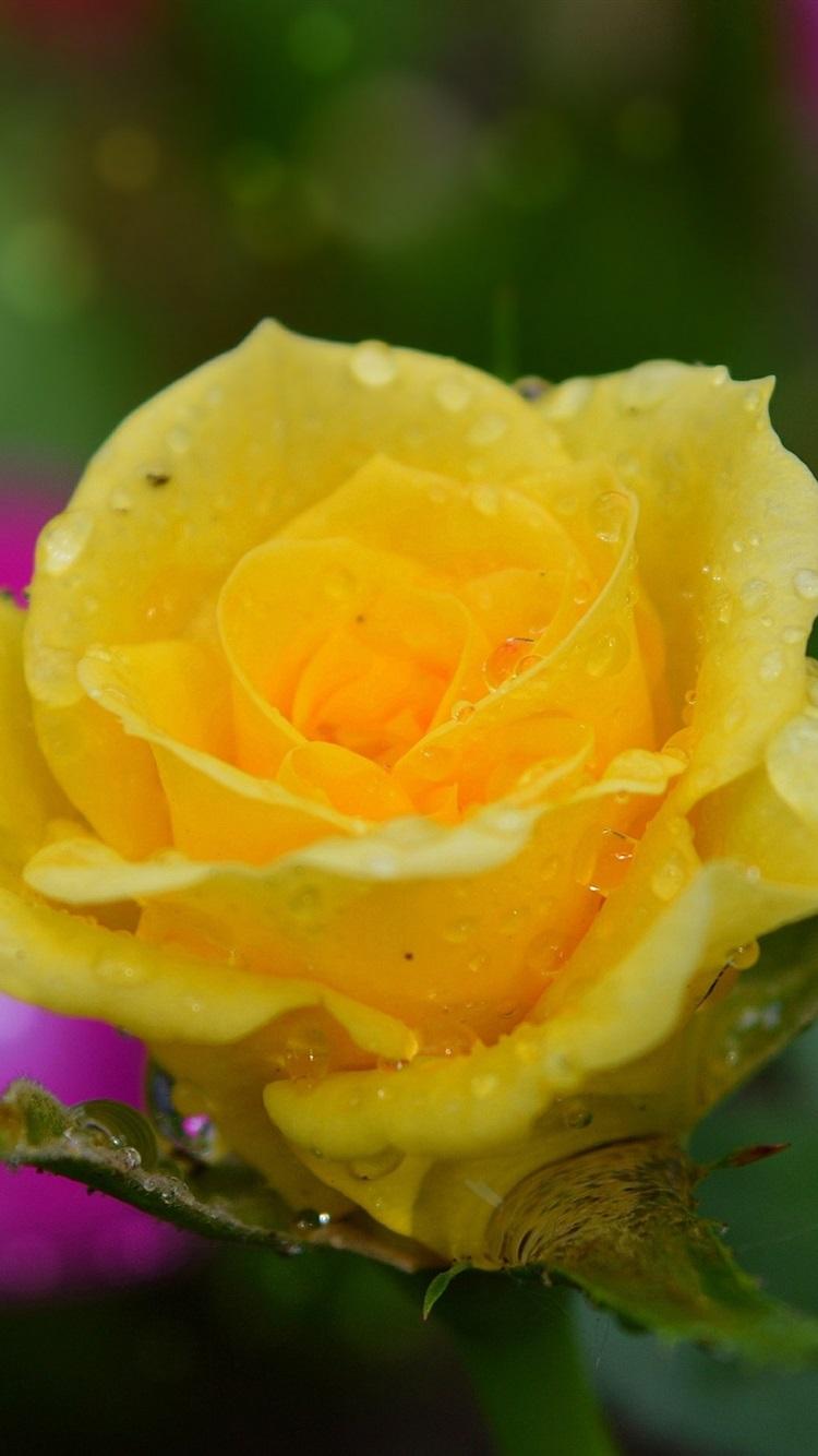 长得温馨的黄玫瑰,想要养好也得靠技术,你准备好了吗