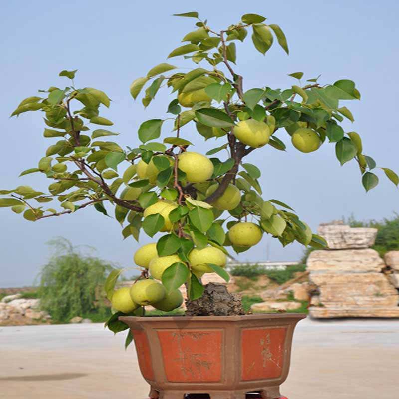 梨树盆栽种植方法图片