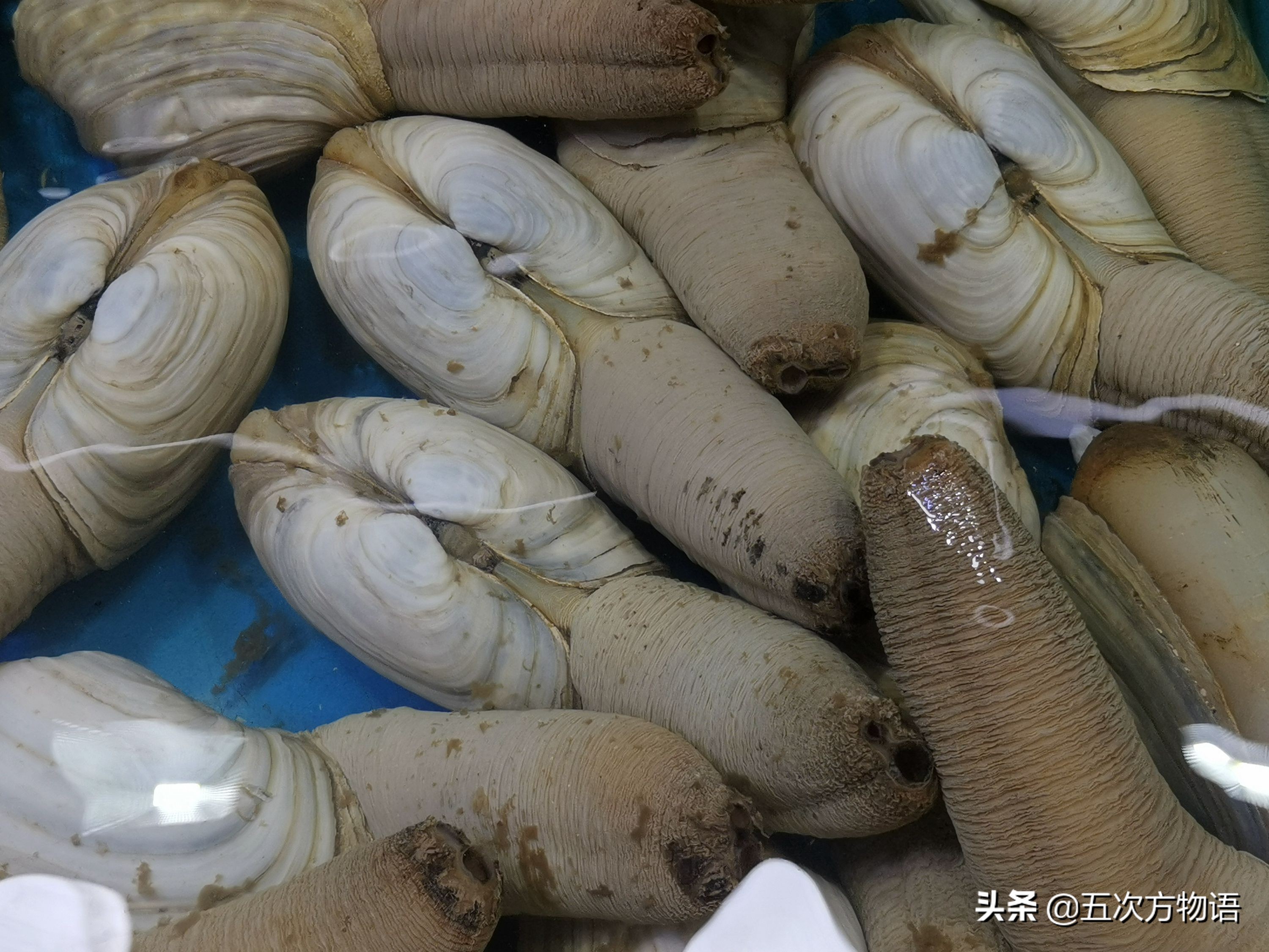 青岛常见食用贝类图鉴大全