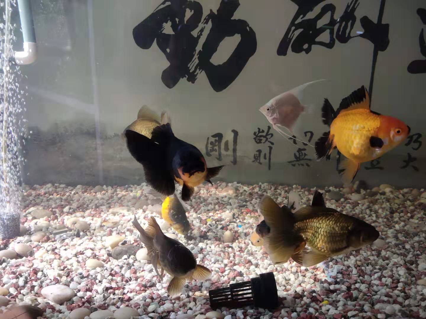 关注养鱼老道,关注更多观赏鱼实践知识,让我们简单养水,轻松养鱼!