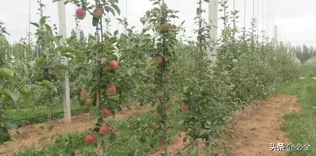 干货!果树芽接、枝接的嫁接时期