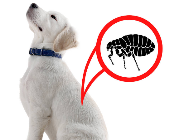 狗狗有跳蚤怎么办?这5个"妙招",可以帮你搞定