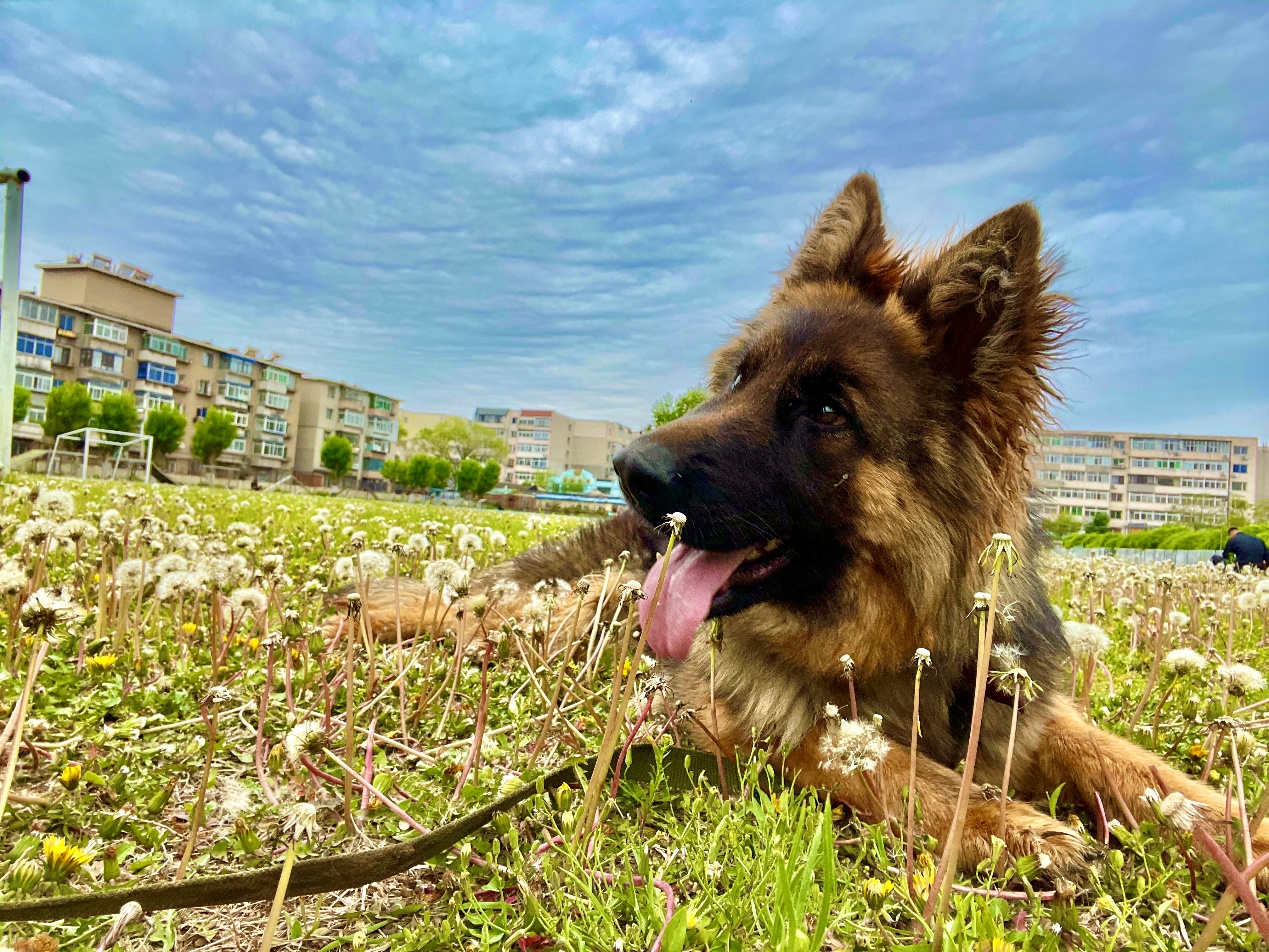 中国刑警学院淘汰犬最高拍出33万，训导员想拍下自养，有竞购者称买到当儿子养，有人准备了北京郊区院子