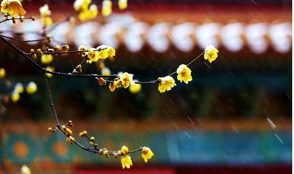 更无花态度，全有雪精神。蜡梅冲寒开，温柔了时光，惊艳了岁月