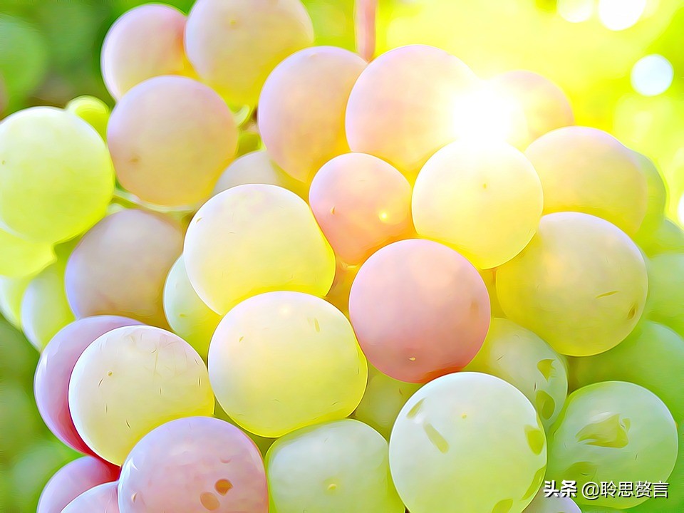 葡萄诗词精选二十四首 夏半蒲萄正熟时，累累满架紫金垂