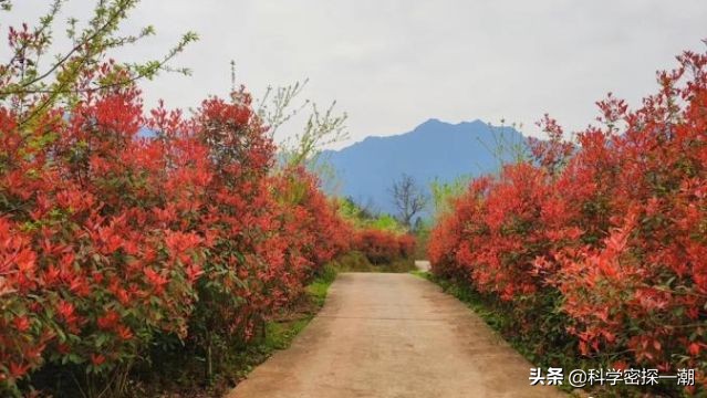 石楠花为什么叫最污花？这种花有特殊的味道-第5张图片