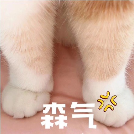 猫咪表情包合集｜你都没有胸，凶什么凶