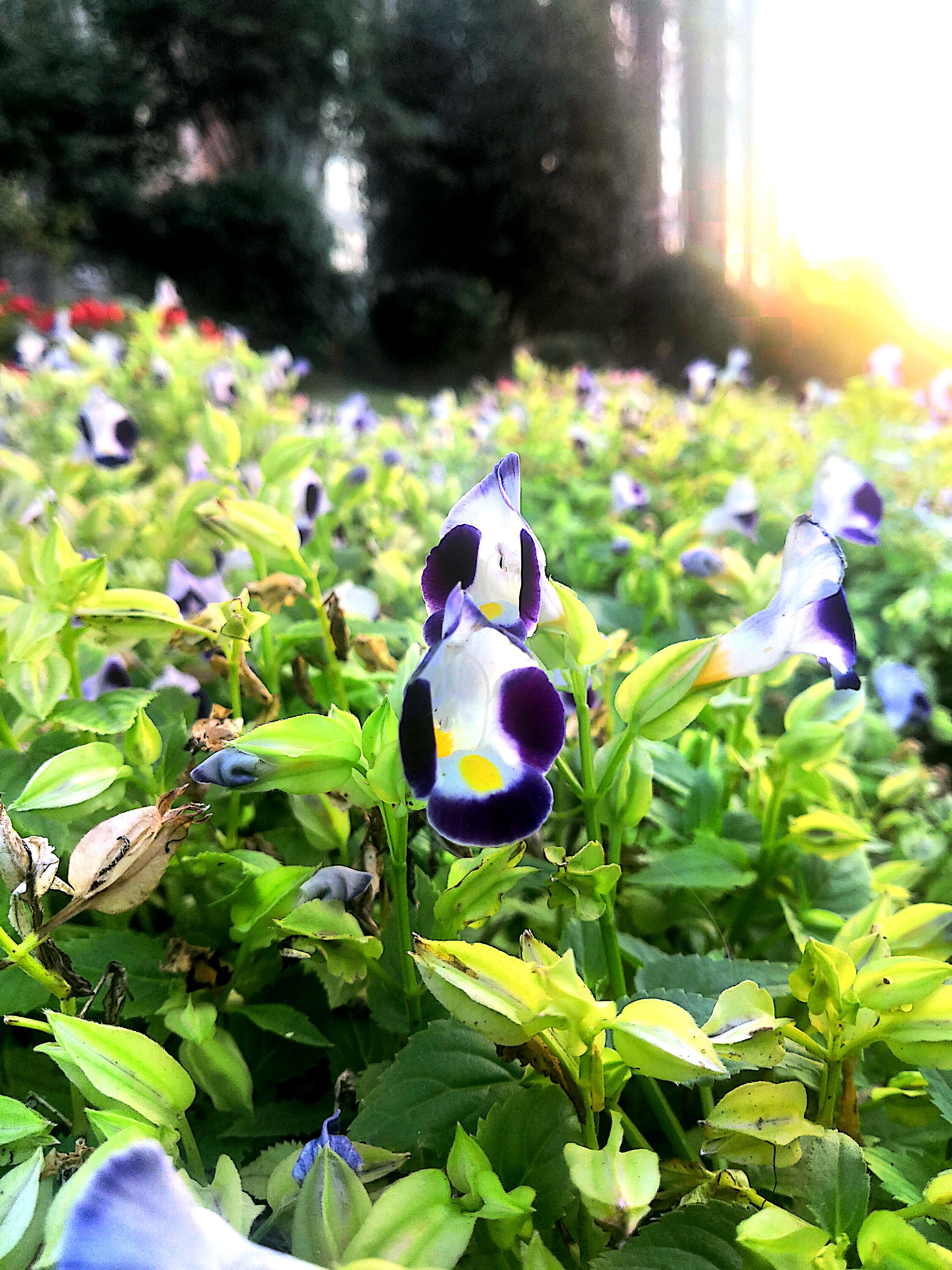 写作碎碎念——独立思考是写作的基础