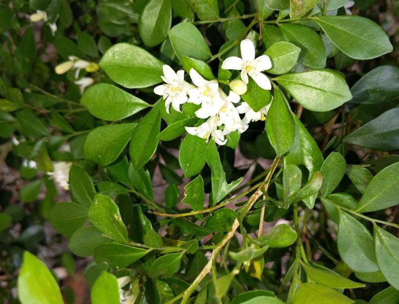 夜來香什么季節開花,夜來香什么季節開花開多長時間