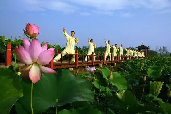 盈盈芙蕖水中开，菡萏尽放，千娇百媚~与君共赏这一池荷香