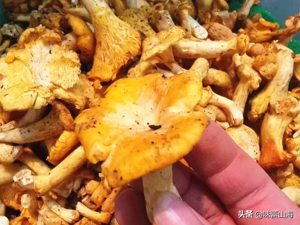 鸡油菌多少钱一斤(鸡油菌) - 价格百科