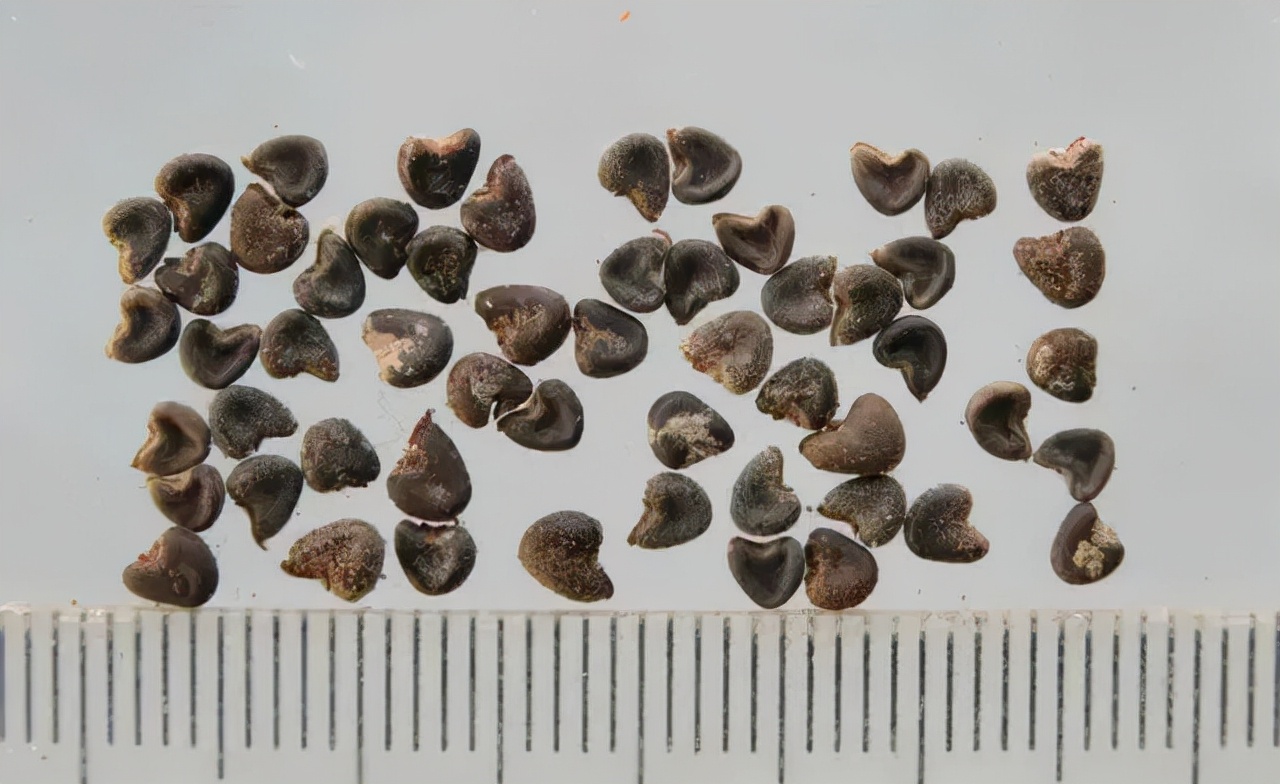 这些中药，药师也不一定能读的准！你能认识几个？