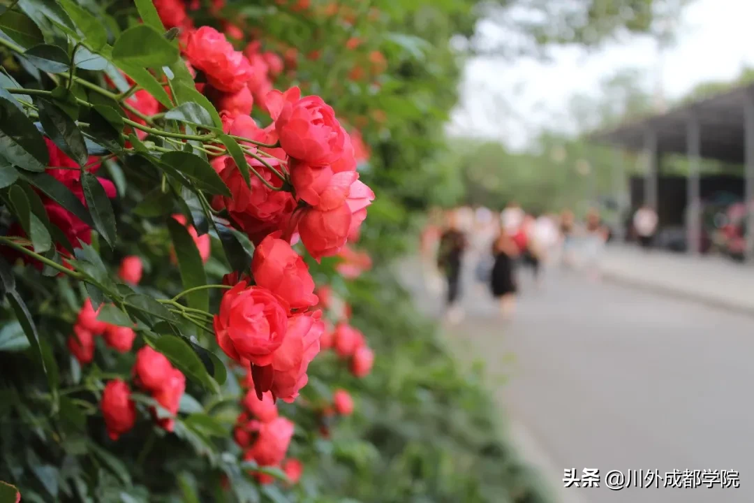 等到重返四川外国语大学成都学院的那天，我想……