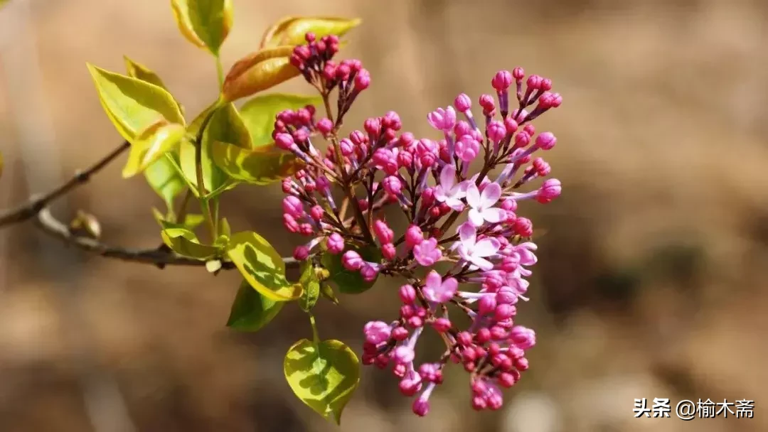 赞美丁香花的优雅诗句(十首丁香花的优美古诗词赏析)