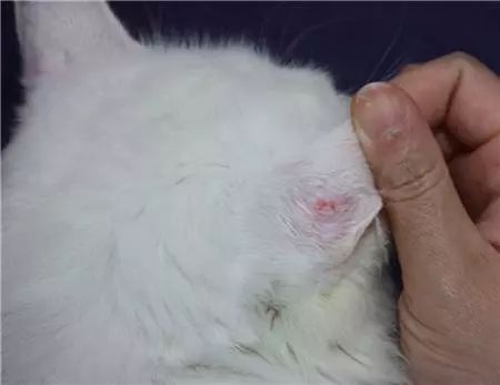 如何准确识别猫癣症状？新手养猫必看的猫癣辨别指南