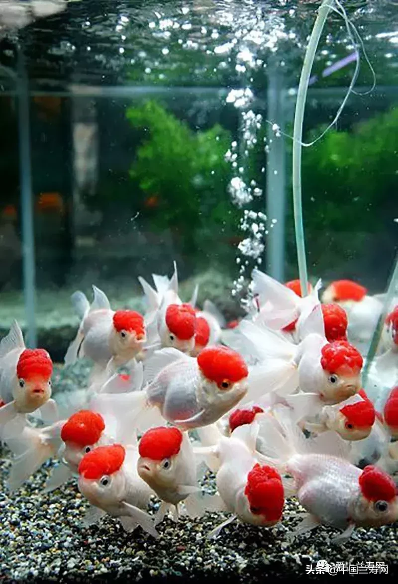 鹤顶红金鱼(金鱼品种介绍之(鹤顶红))