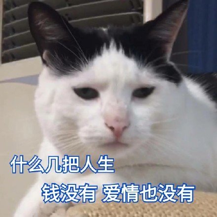 猫咪表情包合集｜看着我的双下巴再说一遍