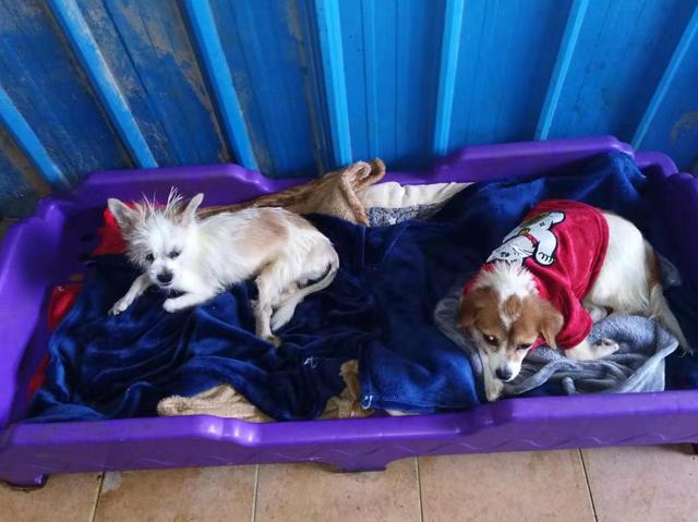 单月28次青云奖励+登顶头条宠物榜：巨小萌2019感谢有你