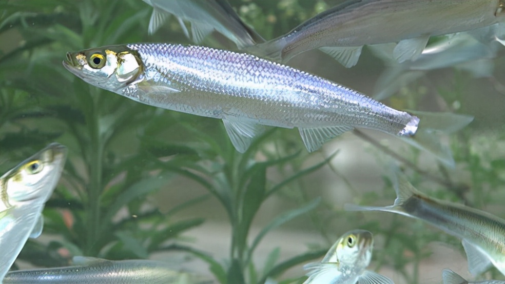 抗浪鱼:曾获康熙青睐成朝廷贡品,差点吃到灭绝,如今150元1斤