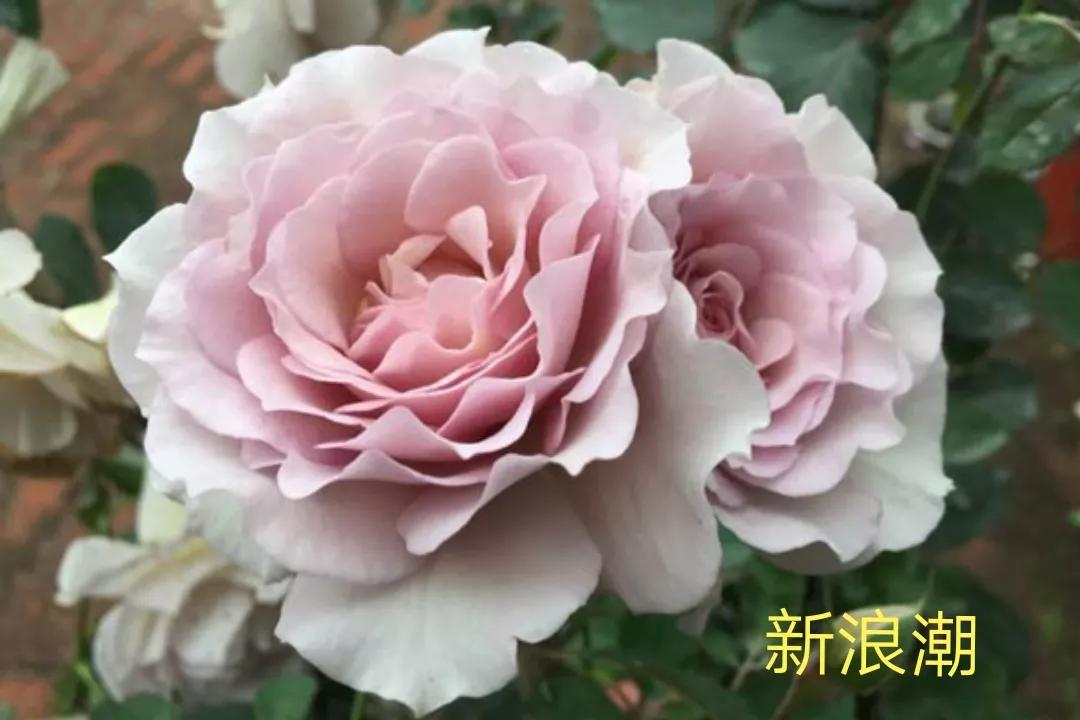 艾莎月季优缺点月季（常见切花月季详细介绍）