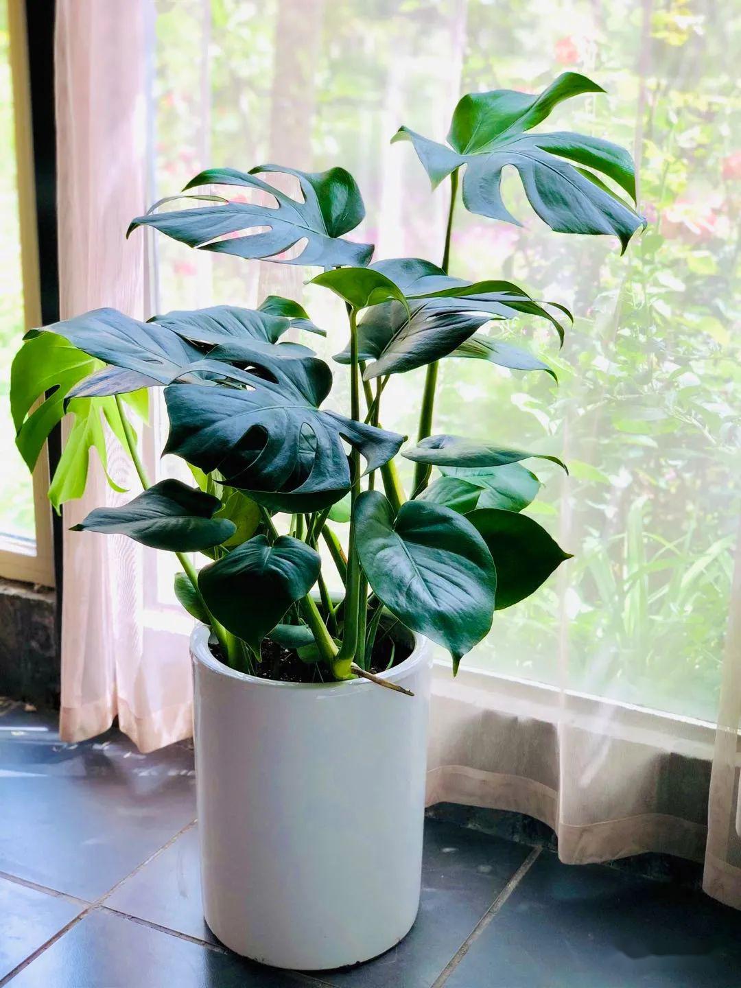 我图网玄关花图片大全(人养花) - 赤虎壹号