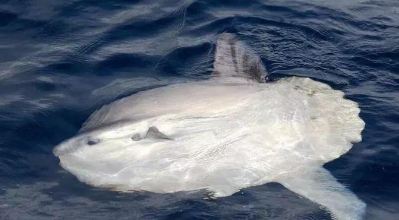 翻车鱼一次产卵3亿枚,为啥是易危生物?被海狮啃食都不跑