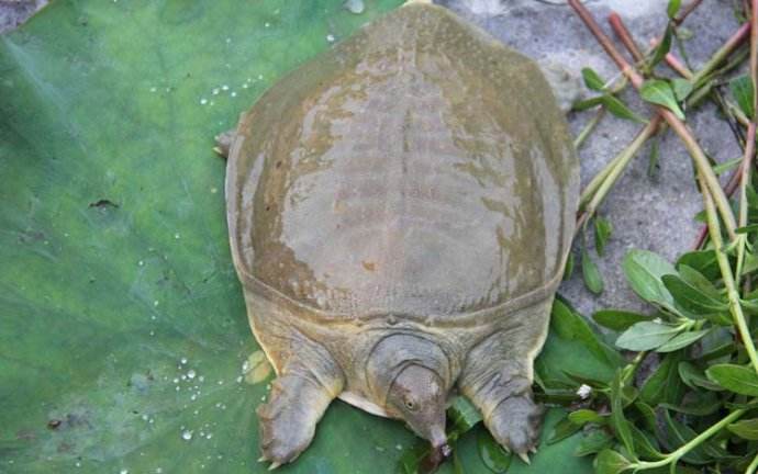 黄河成重点,长江会不会"失守"?