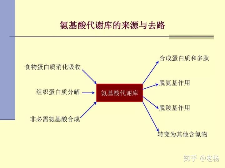 健身补剂不完全指南：蛋白粉要不要吃，吃哪种？该怎么吃？