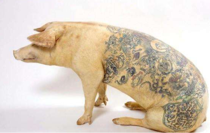 给活猪纹身,一张猪皮卖70多万,被香奈儿买走做成2个限量款手袋