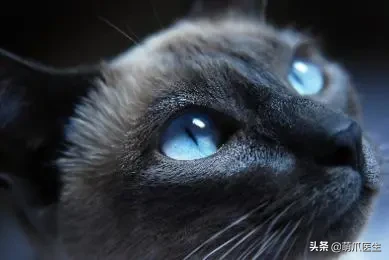 猫咪眼部分泌物不容忽视！预防眼部疾病，清洁和健康饮食很重要