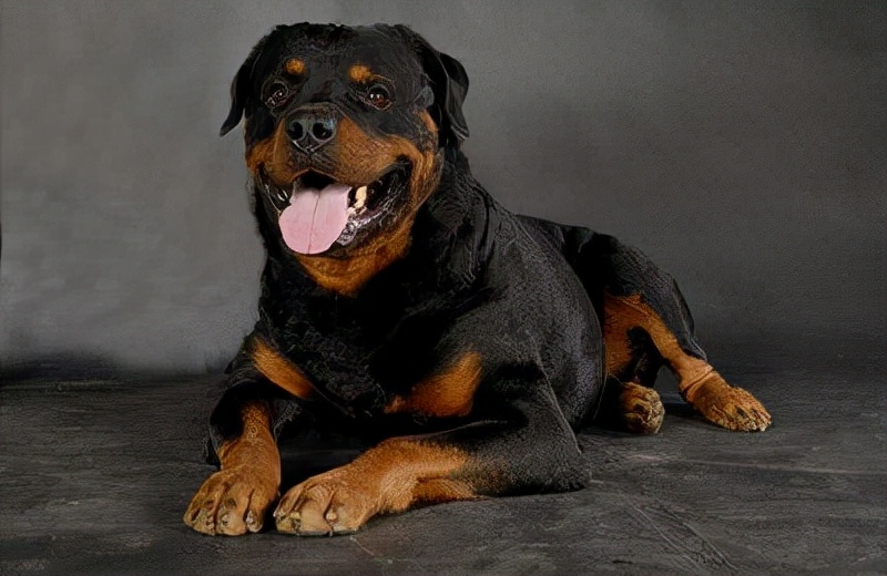 世界犬种智商排名榜前 30 名的聪明狗狗
