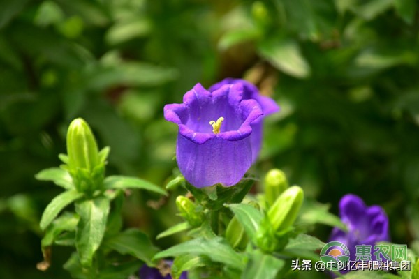 风铃草的花语是什么（风铃草的4个养护要点）